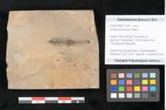 Foto (Objekt + Etikett) von Jordania moravica Helmh. (NHMW-GEO-2024-0188-11165)